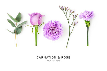 Beautiful carnation rose flower lilac purple violet isolated on white background.