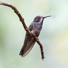 080.0725.3043, Brown Violet-ear, Colibri delphinae, Rusko-orvokkikolibri, Tandayapa Valley, Ecuador, South America (2016-11-14)