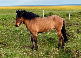 Obraz premium Icelandic Horse Snaefellsbaer 6