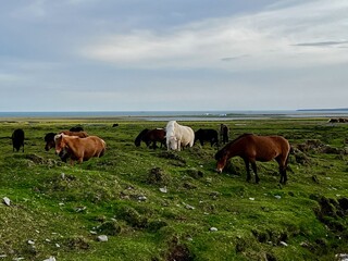 Icelandic Horses Snaefellsbaer 6