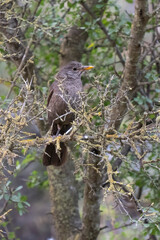 Naklejka na ściany i meble A Blackbird Female on a Tree Branch