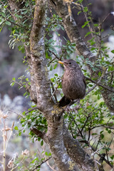 A Blackbird Female on a Tree Branch
