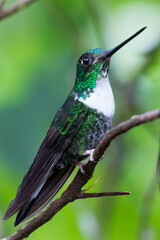 080.0773.3214, Collared Inca, Coeligena torquata, Sepelinkakolibri, Bellavista, Mindo cloud forests, Ecuador, South America (2016-11-15)