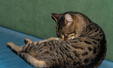 A cat's nap: rest and grooming in a cozy cafe