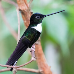 080.0773.3214, Collared Inca, Coeligena torquata, Sepelinkakolibri, Bellavista, Mindo cloud forests, Ecuador, South America (2016-11-15)