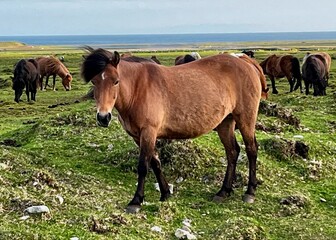 Fototapeta premium Icelandic Horse Snaefellsbaer 2