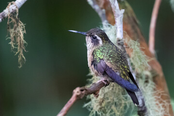 080.0761.3181, Speckled Hummingbird, Adelomyia melanogenys, Pisamakolibri, Bellavista, Mindo cloud forests, Ecuador, South America (2016-11-15)