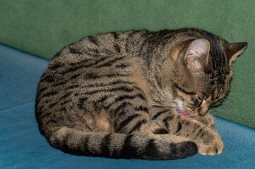 A cat's nap: rest and grooming in a cozy cafe