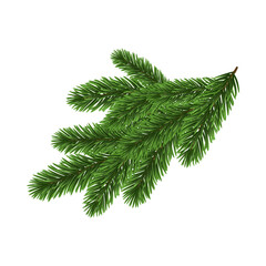 Green Christmas Fir Branch