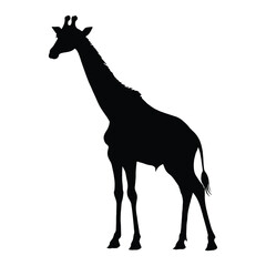 Giraffe Silhouette. Giraffe Vector Illustration.
