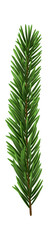 Green Christmas Fir Branch