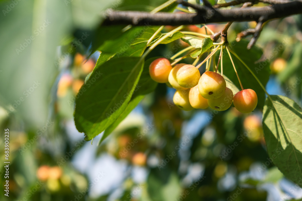Poster many small red apples on the branches apple tree, sunny day, autumna lot of small red apples on a br