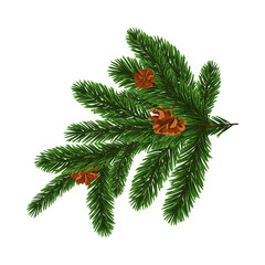 Green Christmas Fir Branch