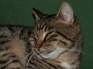 A cat's nap: rest and grooming in a cozy cafe