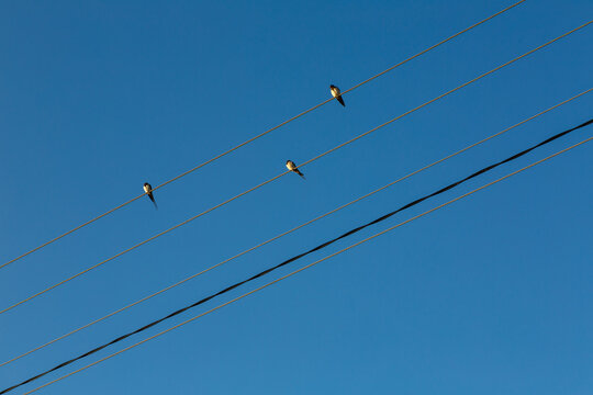 Background. The flock  western house martin (Delichon urbicum) sits on a high tension wires. House martins against the blue sky.