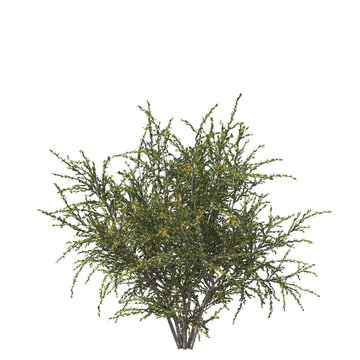 Acacia paradoxa, kangaroo acacia, kangaroo thorn, prickly wattle, hedge wattle, paradox acacia, akasia, evergreen, small tree, bush, tree, big tree, light for daylight, easy to use, 3d render, isolate