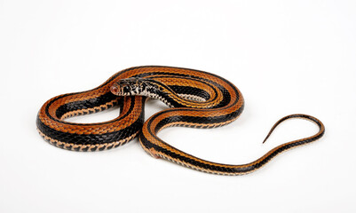 Gestreifte Fischnatter, Indonesische Wassernatter // Banded Keelback, Striped Keelback (Xenochrophis vittatus / Ceratophallus vittatus) 