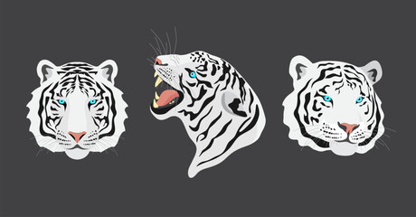 White tigers with blue eyes. Set of avatars. Isolated vector illustration