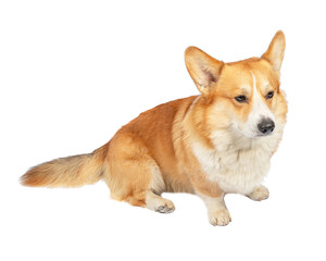 corgi isolated on white background. Cute red dog
