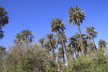 Fototapeta na wymiar palm trees in iraq with blue sky