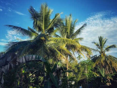 Coconut tree