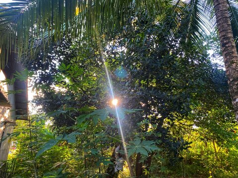 The sunlight in the morning