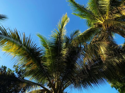 coconut tree