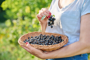 Close-up of basket with harvest of ripe blackcurrants in hands of woman in summer garden