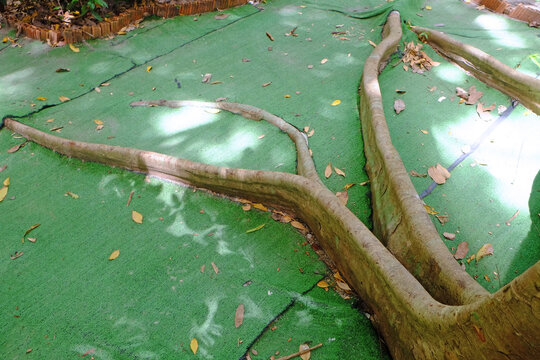 Root of a tree on the ground over the green floor
