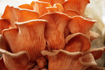 close up of pink oyster mushroom (Pleurotus djamor) detail