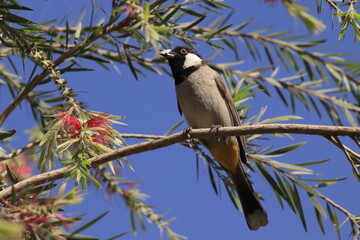 bulbul standing on twig tree
