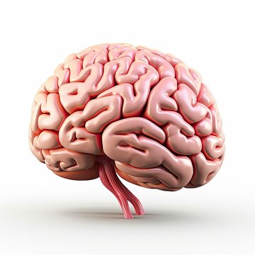 Brain Model: 3D Cartoon Style on a White Background