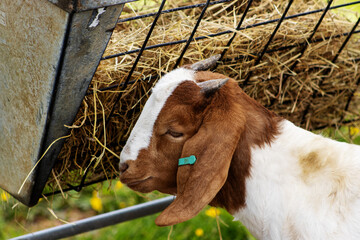 close up of the head of a baby goat (kid) with metal farm gates and yellow straw