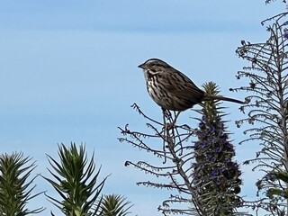 bird on a branch