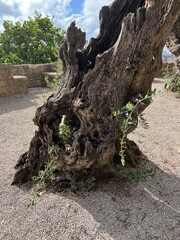 trunk