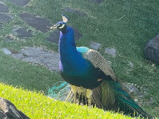 Fototapeta premium peacock in the park