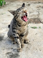 bengal cat yawning 