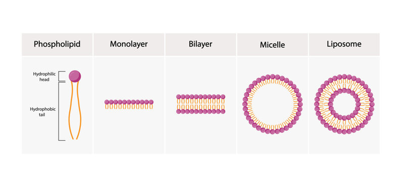 Liposome, Micelle monolayer and bilayer structure. Phospholipid with hydrophilic head and hydrophobic tails. Drug encapsulation. Vector illustration.	
