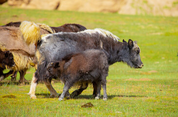 Fototapeta premium A herd of yaks graze in the mountains. Himalayan big yak in a beautiful landscape. Hairy cow cattle wild animal in nature in Tibet. Sunny summer day in the wild. Farm animal in Nepal and Tibet.