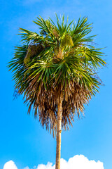 Tropical green exotic Caribbean Maya Chit palm palms rainforest Mexico.