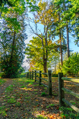 Fototapeta premium Park Fence And Trees 3