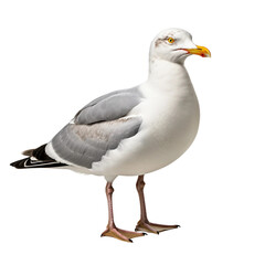 White Gull Bird on Transparent Background