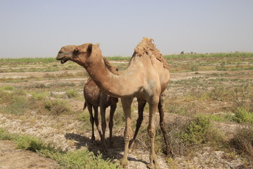 camels in the desert of iraq with agricultural lands