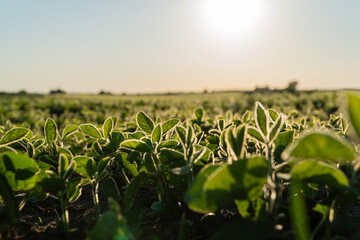 Green soybean sprouts. Soy grows in a large field