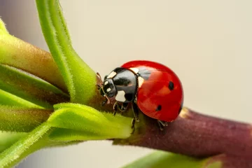 Wandaufkleber Macro shots, Beautiful nature scene.  Beautiful ladybug on leaf defocused background © blackdiamond67