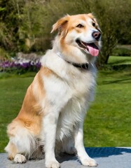 full body image of a happy sitting dog. AI generative.