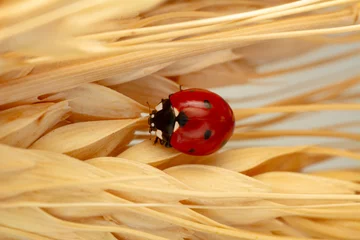 Foto auf Acrylglas Antireflex Macro shots, Beautiful nature scene.  Beautiful ladybug on leaf defocused background © blackdiamond67