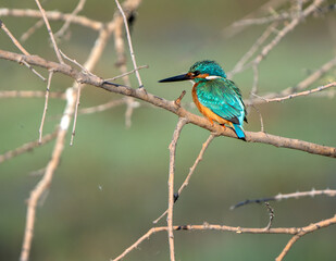 common kingfisher on a branch