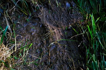 Wet mud and grass