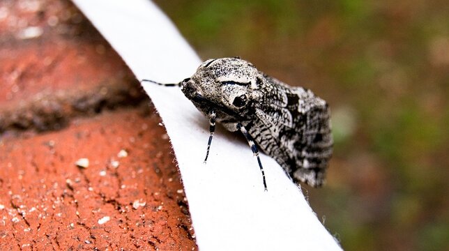Hypercompe suffusa moth that is on a brick